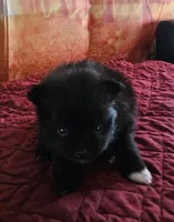 S-2, a female Pomeranian for sale in Oakville, WA – 2 of 3