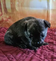 R-5, a female French Bulldog and Pomeranian for sale in Oakville, WA – 2 of 2