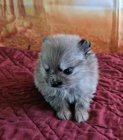 S-1, a female Pomeranian for sale in Oakville, WA – 2 of 3