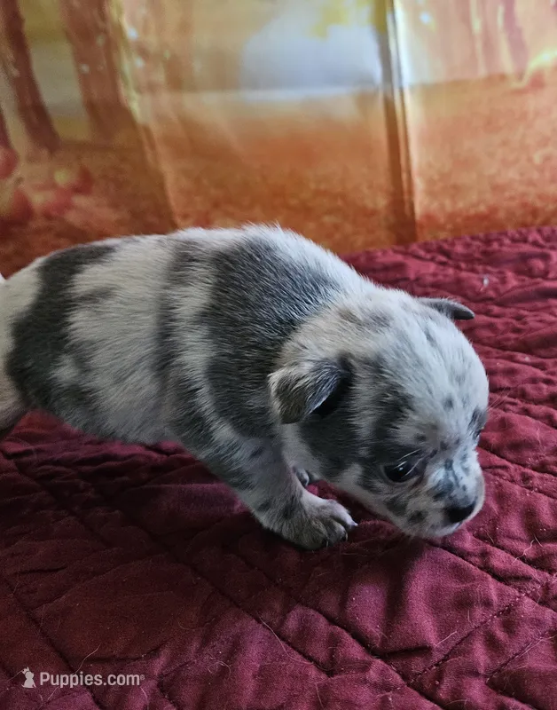 R-4 – French Bulldog, Pomeranian puppy for sale in Oakville, WA