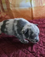 R-4, a male French Bulldog and Pomeranian for sale in Oakville, WA – 1 of 2