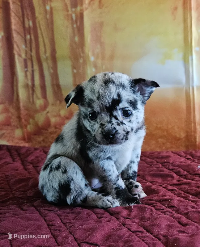 R-2 – French Bulldog, Pomeranian puppy for sale in Oakville, WA