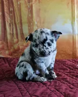 R-2, a male French Bulldog and Pomeranian for sale in Oakville, WA – 1 of 2