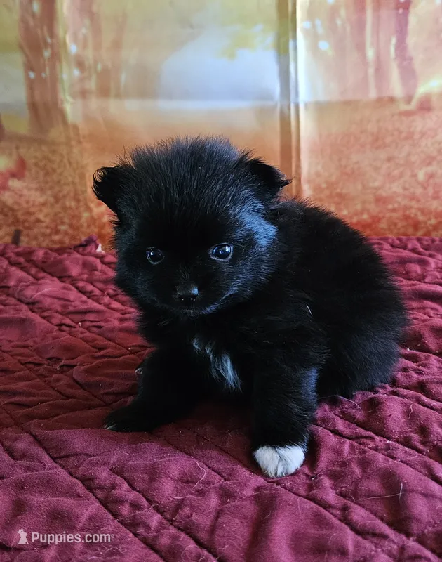 S-2 – Pomeranian puppy for sale in Oakville, WA