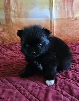 S-2, a female Pomeranian for sale in Oakville, WA – 1 of 3