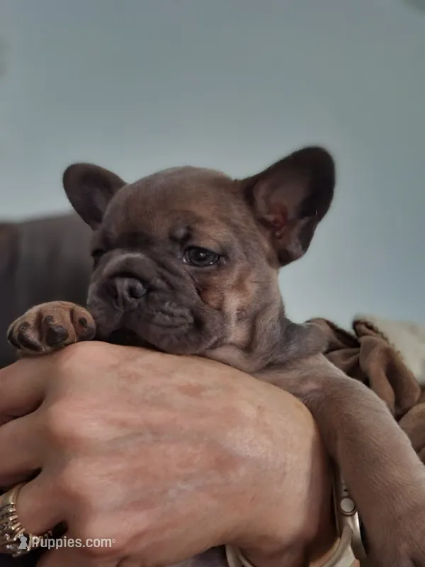 Chunk – French Bulldog puppy for sale in Oakville, WA
