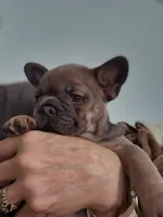 Chunk, a male French Bulldog for sale in Oakville, WA – 1 of 5