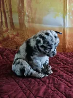 R-2, a male French Bulldog and Pomeranian for sale in Oakville, WA – 2 of 2