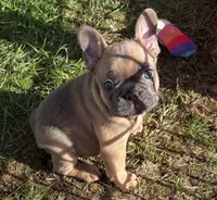 Chunk, a male French Bulldog for sale in Oakville, WA – 4 of 5