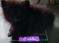 Breeze, a female Pomeranian for sale in Oakville, WA – 8 of 9