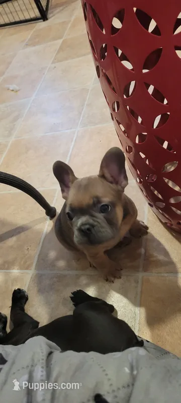 Blue fawn  – French Bulldog, Frenchton puppy for sale in Oakville, WA