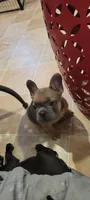Blue fawn , a female French Bulldog and Frenchton for sale in Oakville, WA – 1 of 5