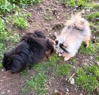 Breeze, a female Pomeranian for sale in Oakville, WA – 7 of 9