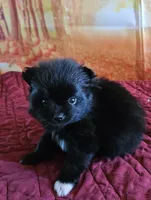 S-2, a female Pomeranian for sale in Oakville, WA – 3 of 3