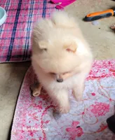 Ozzy, a male Pomeranian for sale in Oakville, WA – 4 of 4