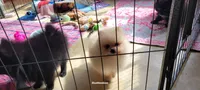Ozzy, a male Pomeranian for sale in Oakville, WA – 3 of 4