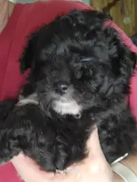 Stella , a female Pomapoo for sale in Oakville, WA – 2 of 2