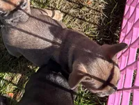 Blue fawn , a female French Bulldog and Frenchton for sale in Oakville, WA – 3 of 5