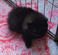 Breeze, a female Pomeranian for sale in Oakville, WA – 2 of 9