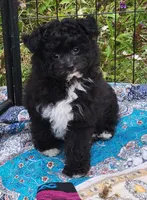 Stella , a female Pomapoo for sale in Oakville, WA – 1 of 9