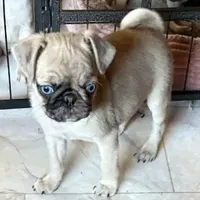 Edward, a male Pug for sale in Oakville, WA – Photo 6 of 6