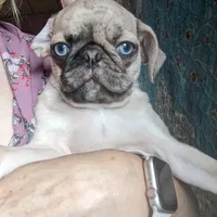 Edward, a male Pug for sale in Oakville, WA – Photo 3 of 6