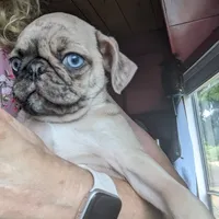 Edward, a male Pug for sale in Oakville, WA – Photo 5 of 6