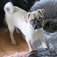 Edward, a male Pug for sale in Oakville, WA – Photo 2 of 6