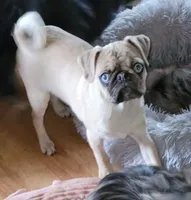 Edward, a male Pug for sale in Oakville, WA – Photo 2 of 6