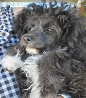 Stella , a female Pomapoo for sale in Oakville, WA – 2 of 10