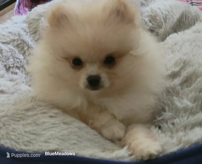 Ozzy – Pomeranian puppy for sale in Oakville, WA
