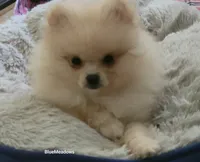 Ozzy, a male Pomeranian for sale in Oakville, WA – 1 of 9