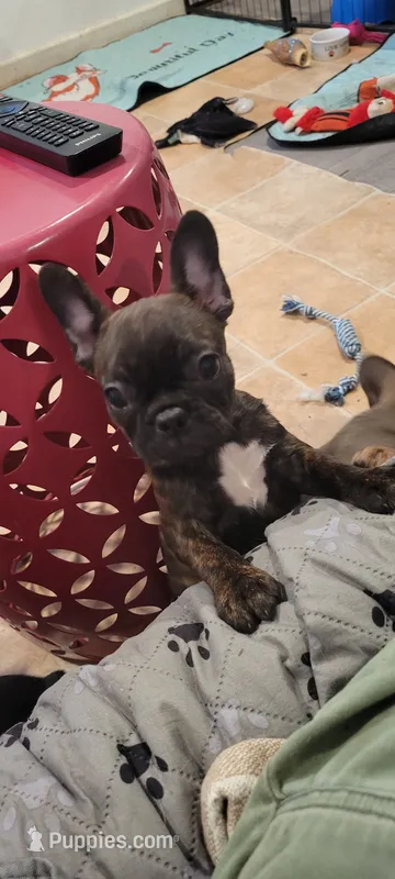Lucy – French Bulldog, Frenchton puppy for sale in Oakville, WA