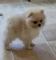 Ozzy, a male Pomeranian for sale in Oakville, WA – 4 of 9