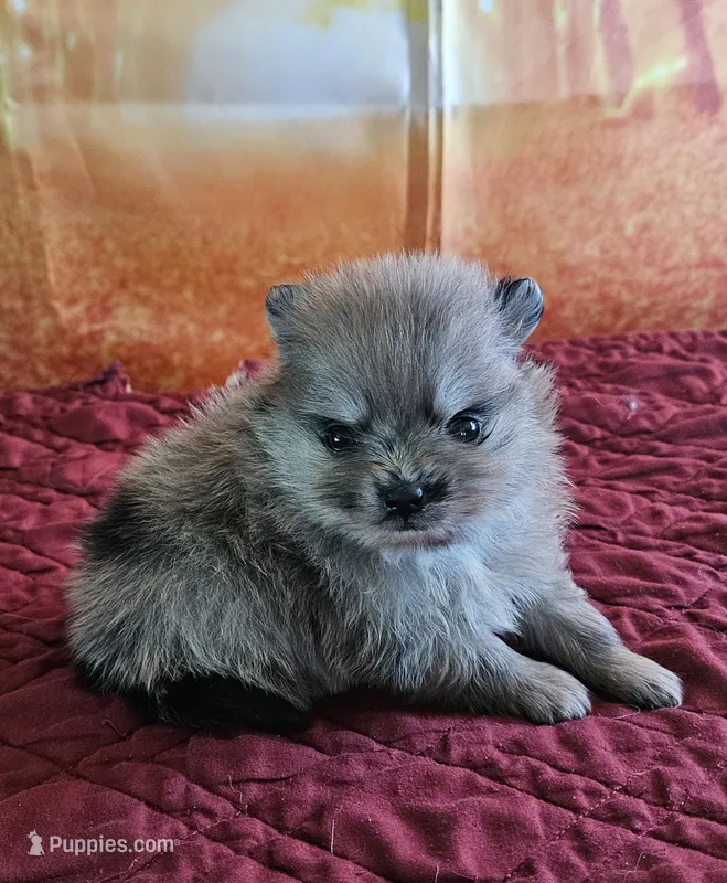 S-1 – Pomeranian puppy for sale in Oakville, WA