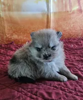 S-1, a female Pomeranian for sale in Oakville, WA – 1 of 3