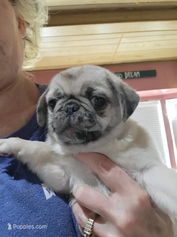 D-2 – Pug puppy for sale in Oakville, WA
