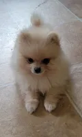 Ozzy, a male Pomeranian for sale in Oakville, WA – 3 of 9