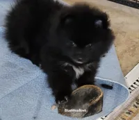 Breeze, a female Pomeranian for sale in Oakville, WA – 7 of 9
