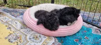Stella , a female Pomapoo for sale in Oakville, WA – 6 of 9