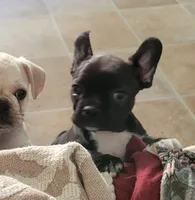 Estelles, a female French Bulldog and Frenchton for sale in Oakville, WA – 3 of 6