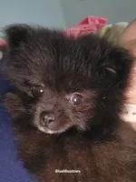 Breeze, a female Pomeranian for sale in Oakville, WA – 1 of 9