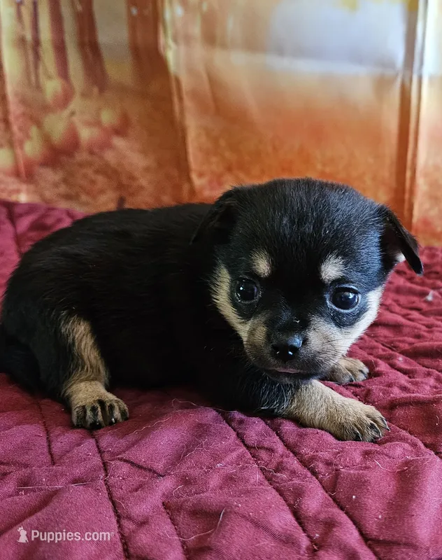 R-6 – French Bulldog, Pomeranian puppy for sale in Oakville, WA