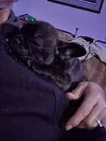 Lucy, a female French Bulldog and Frenchton for sale in Oakville, WA – 3 of 3