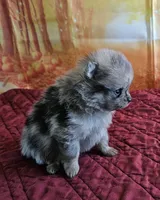 S-3, a male Pomeranian for sale in Oakville, WA – 2 of 2