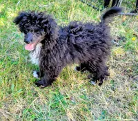 Stella , a female Pomapoo for sale in Oakville, WA – 3 of 10