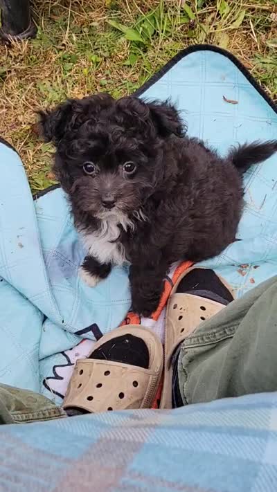Stella , a female Pomapoo for sale in Oakville, WA – 9 of 9
