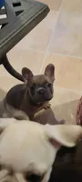 Blue fawn , a female French Bulldog and Frenchton for sale in Oakville, WA – 5 of 5