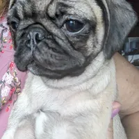 Olive, a female Pug for sale in Oakville, WA – Photo 4 of 9