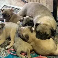 Olive, a female Pug for sale in Oakville, WA – Photo 7 of 9